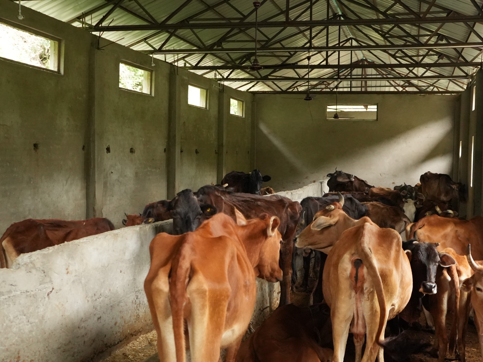 Grazing Cattle