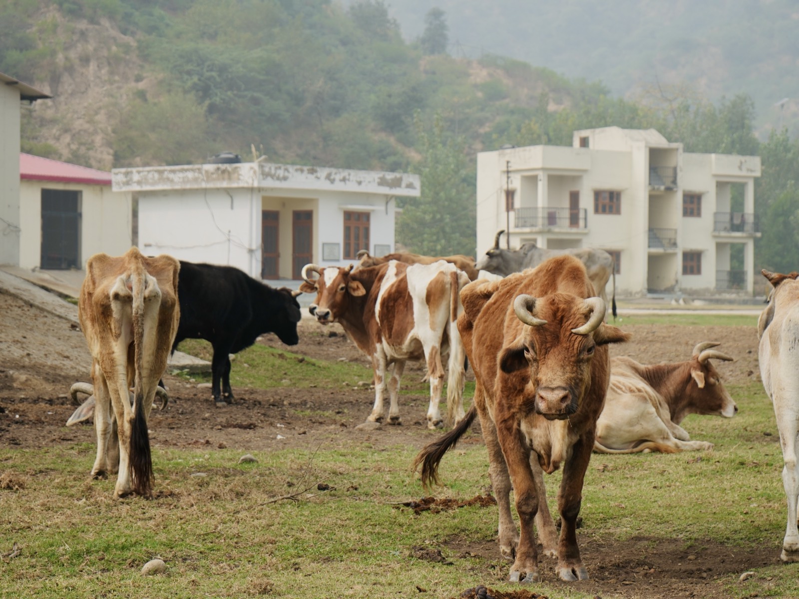 Cattle at SEGA Sanctuary