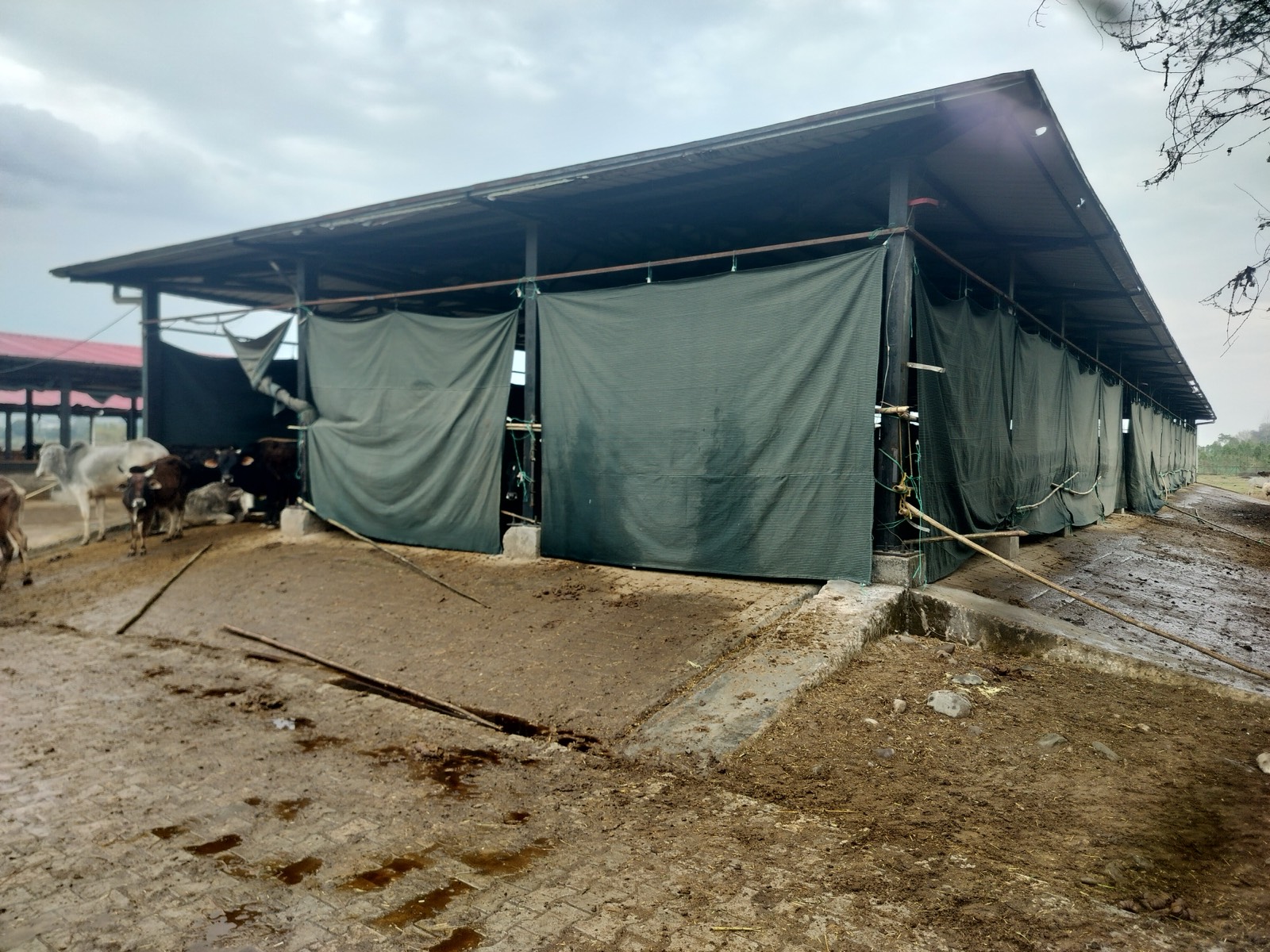 Handa Kundi Cattle Sanctuary