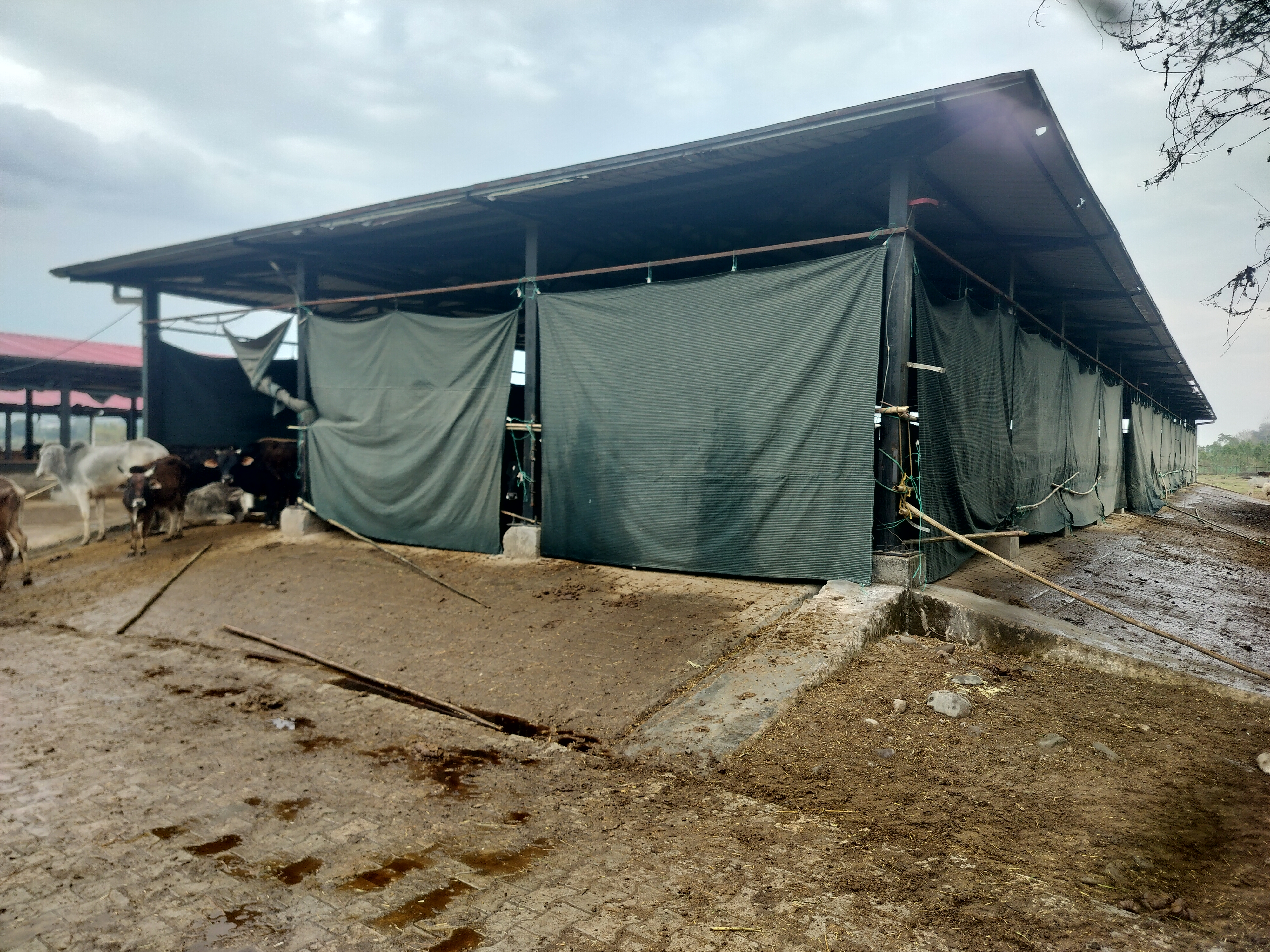 Handa Kundi Cattle Sanctuary